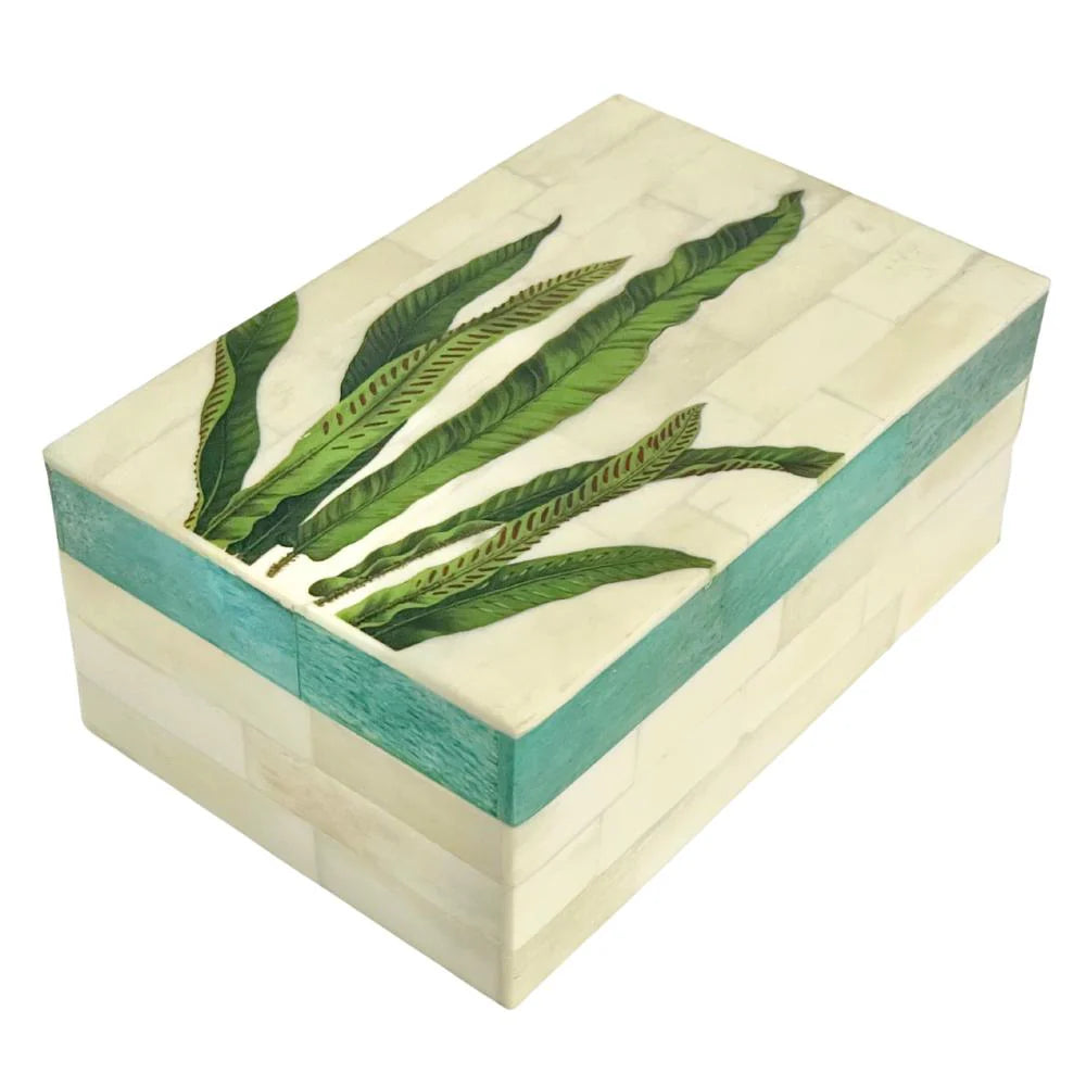 Paradiso Box - Asplenium