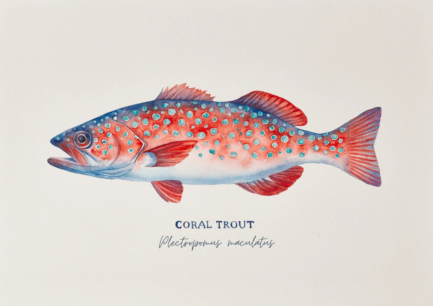 Coral Trout Art Print by Michelle Turner