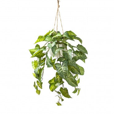 80cm Syngonium in Hanging Pot