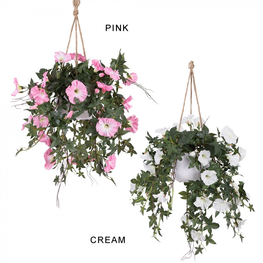 75cm Morning Glory in Hanging Planter