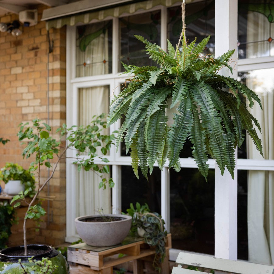 Boston Fern in Hanging Pot 88CM