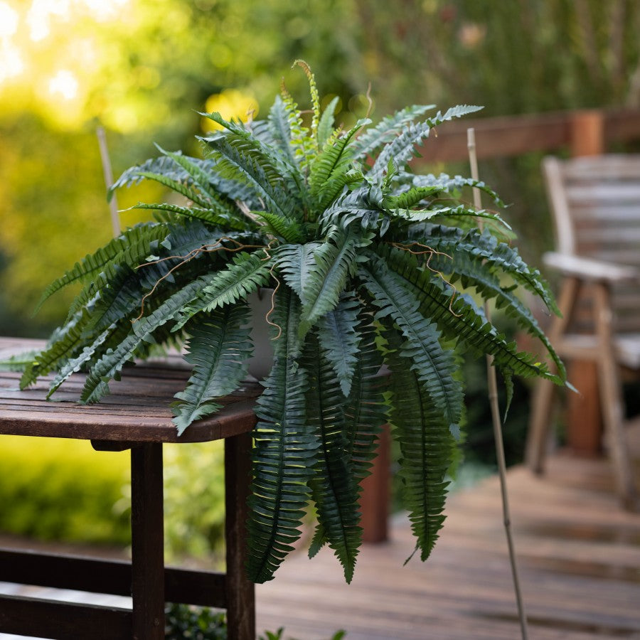 Boston Fern in Hanging Pot 88CM