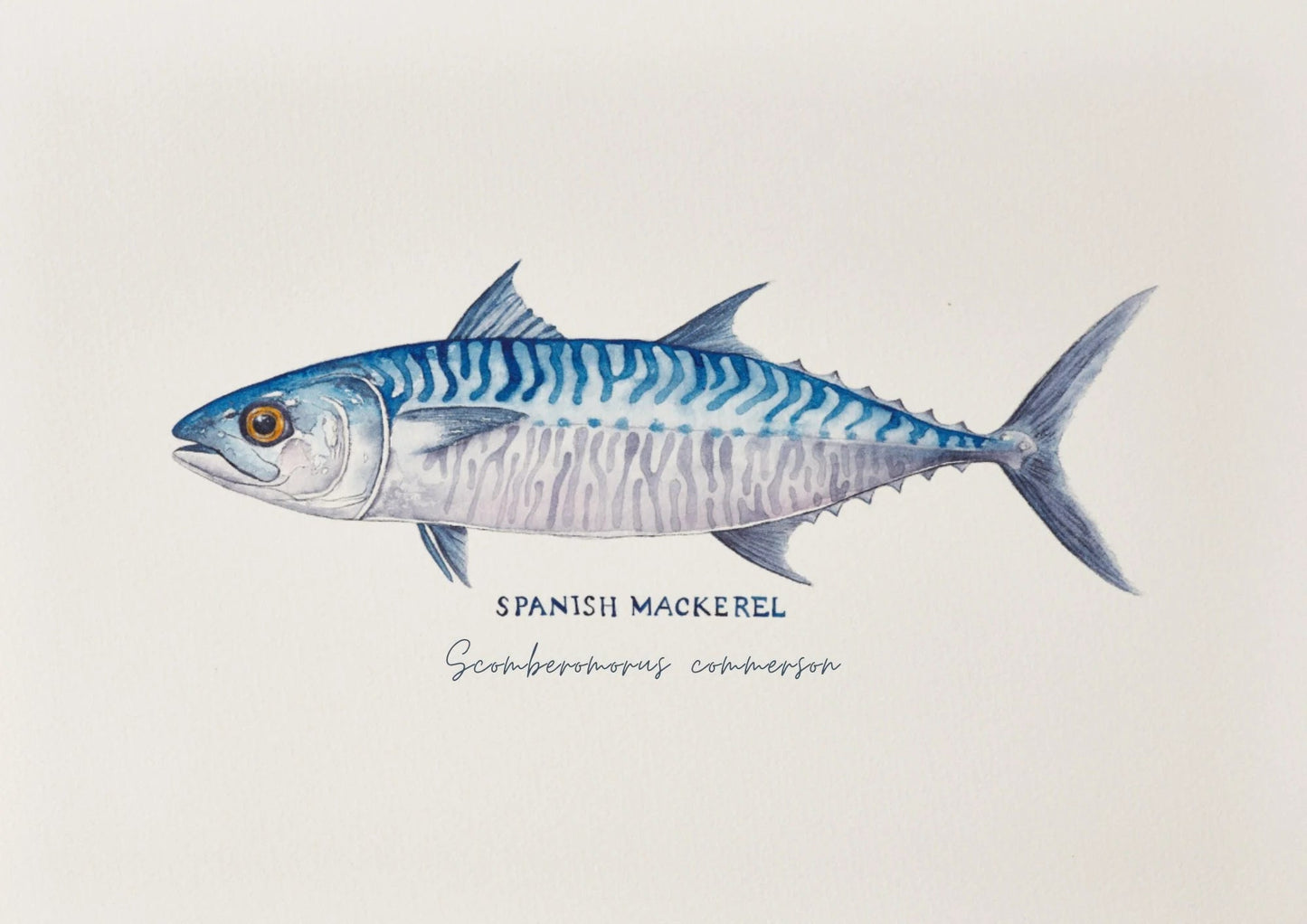 Spanish Mackerel Art Print by Michelle Turner