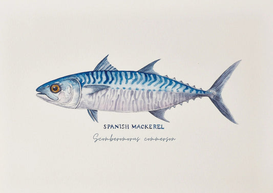 Spanish Mackerel Art Print by Michelle Turner