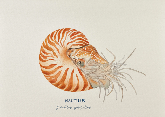 Nautilus Art Print by Michelle Turner
