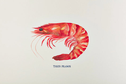 Tiger Prawn Art Print by Michelle Turner