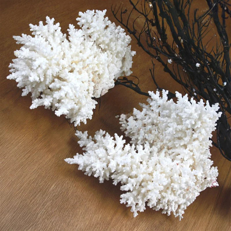 Coral Acropora Bottlebrush (20-25cm)