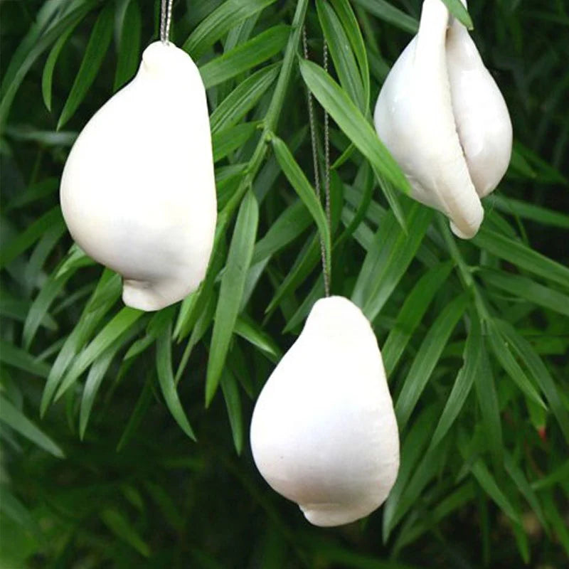 Natural ovula ovum christmas decoration in white