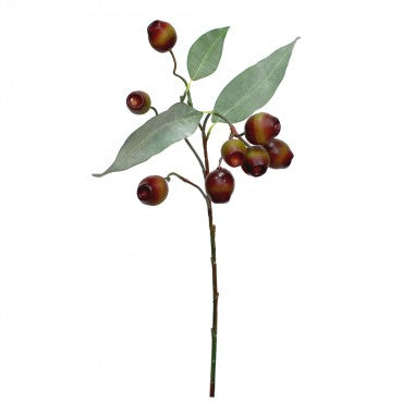 Eucalyptus Gum Nut Coffee - 64cm