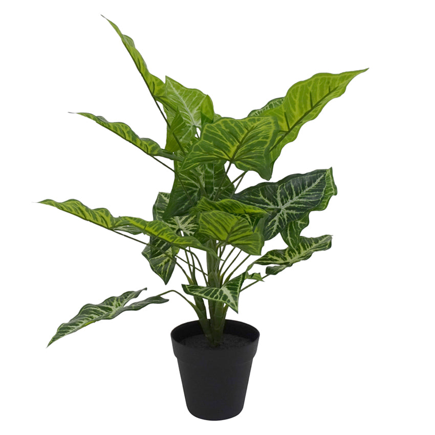 Caladium Plant with Pot