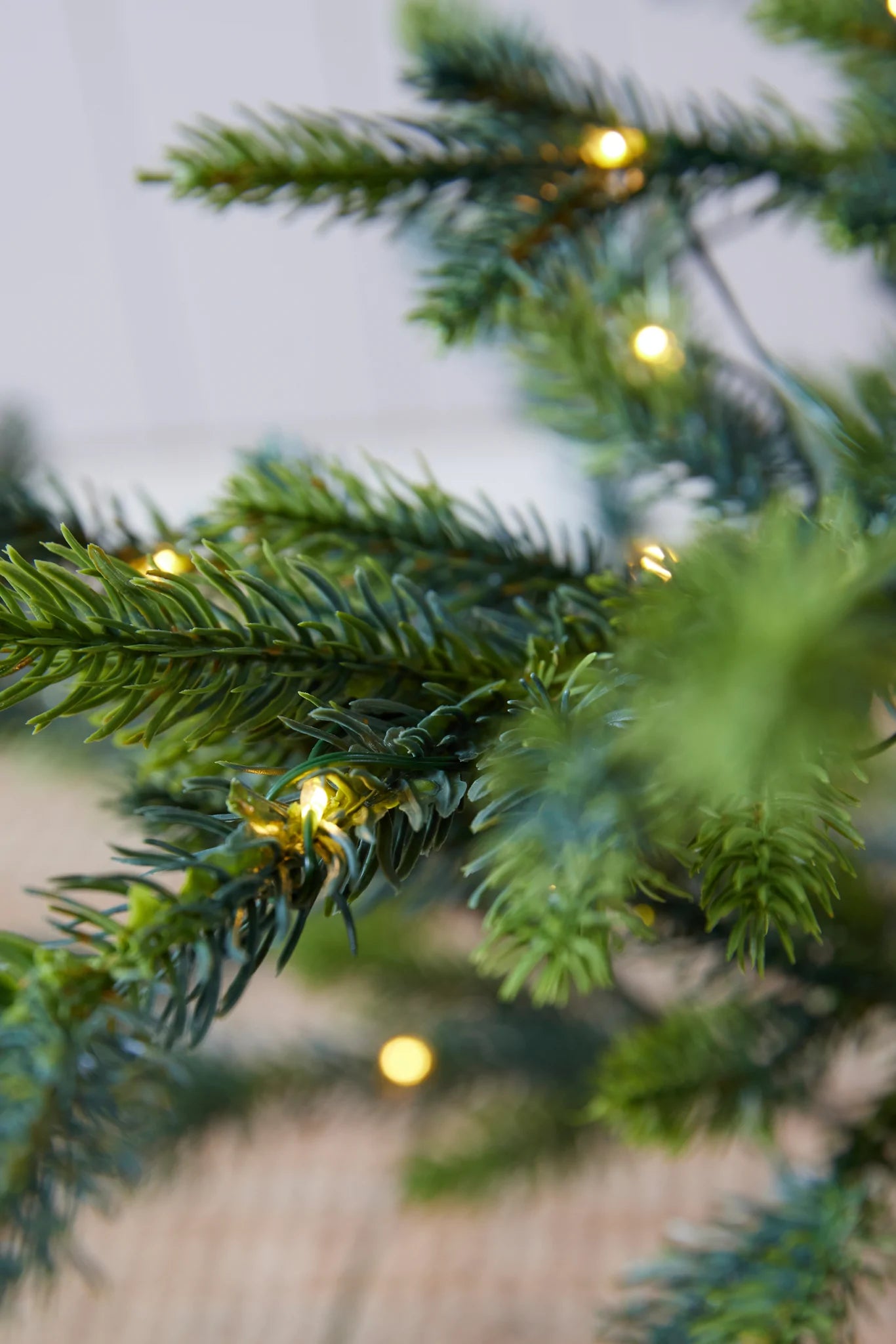 Potted Alpine Spruce