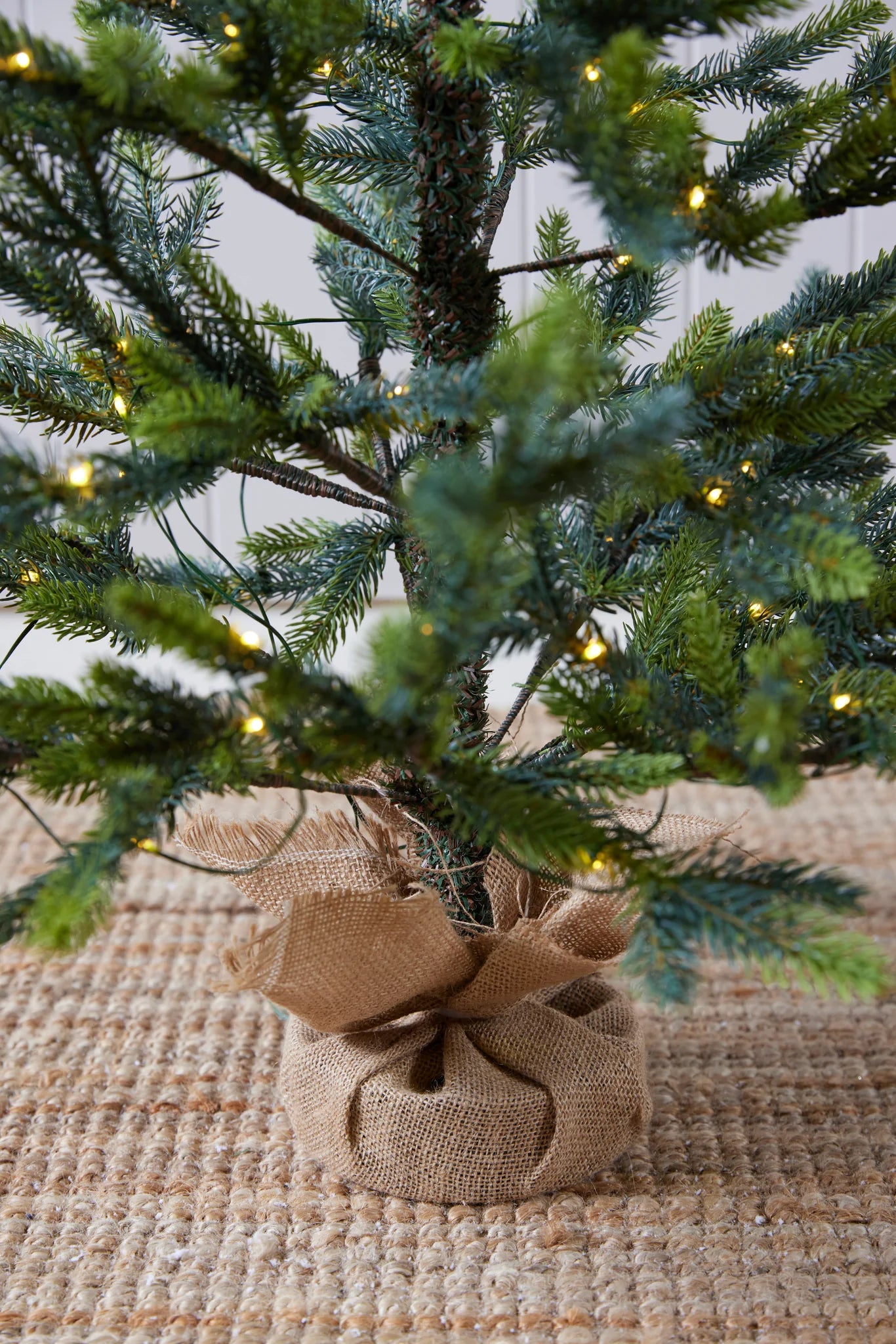 Potted Alpine Spruce