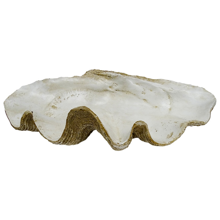 Original Columbus Clam Shell Decor White