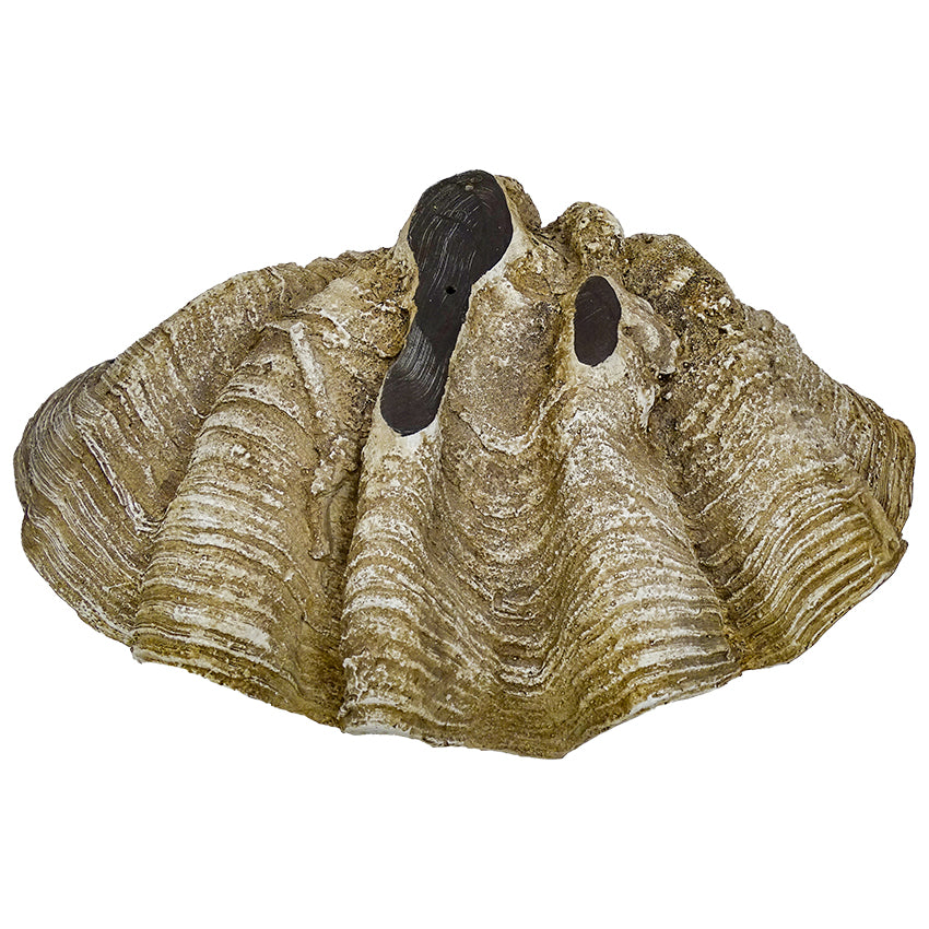 Original Columbus Clam Shell Decor White