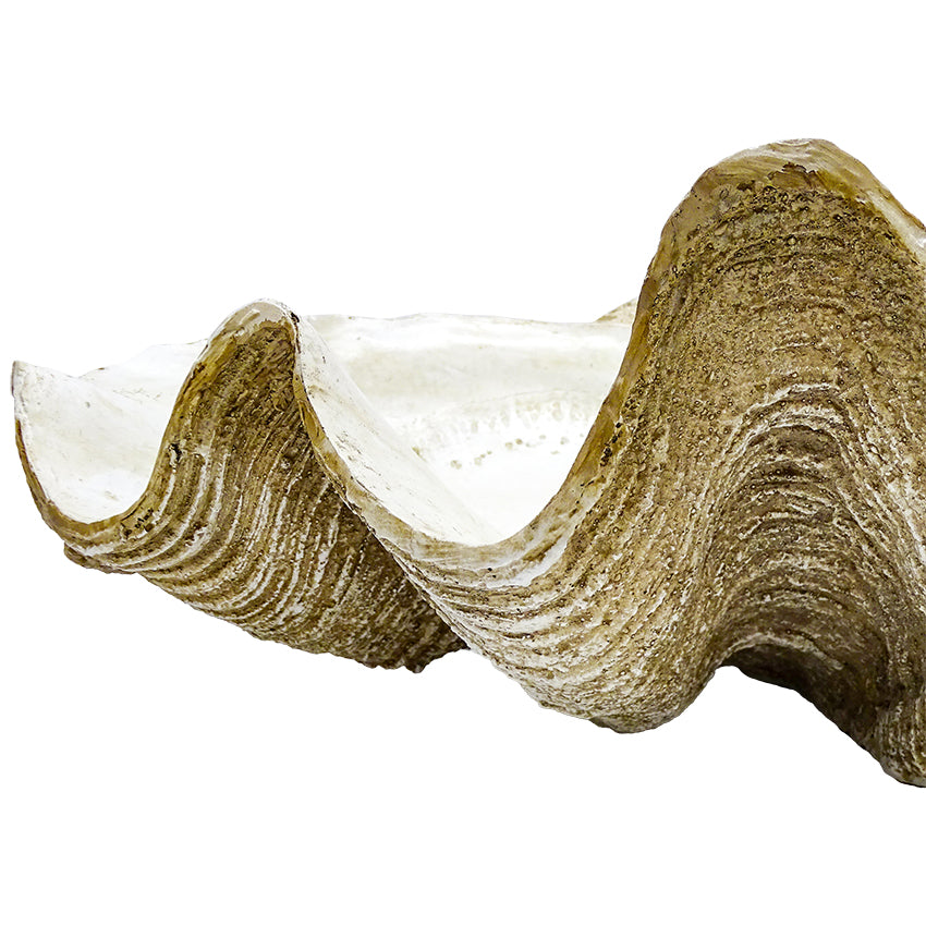 Original Columbus Clam Shell Decor White