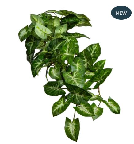 Sygonium Hanging Bush 60cm