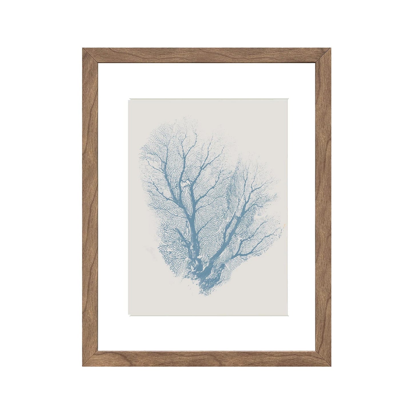 Belize Blue Singal Fan Coral Print in Timber Frame Wall Art