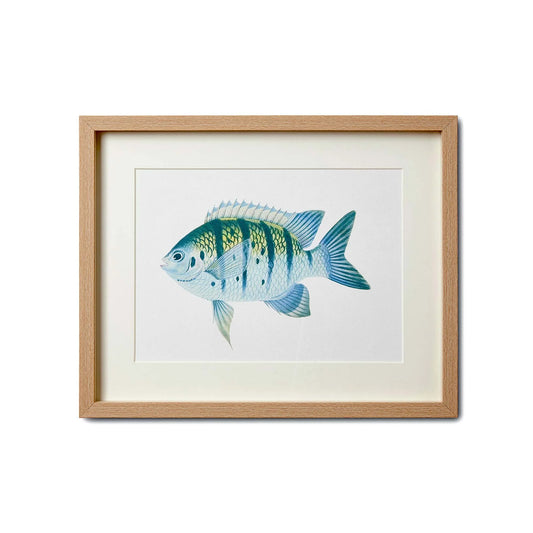 SEA LIFE Print Type 2