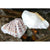Hippopus Hippopus Shell