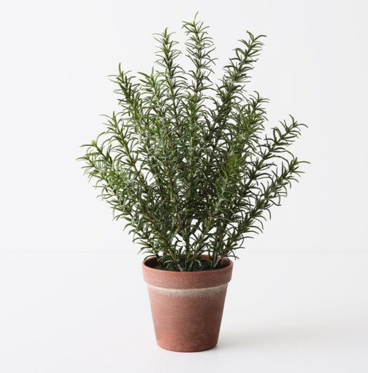 Rosemary Plant