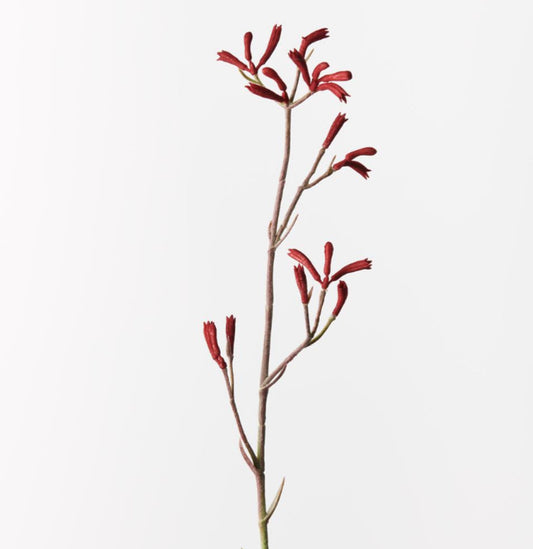 Kangaroo Paw Burgundy