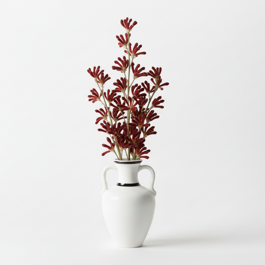 Kangaroo Paw Burgundy