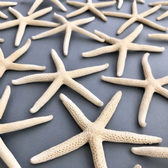 Starfish Finger Natural Creamy White (Individual)