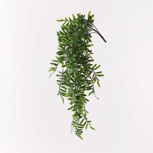 Acacia Leaf Hanging Bush