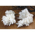 Acropora Bottlebrush Coral (25-30cm)