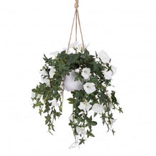 75cm Morning Glory in Hanging Planter