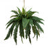 Boston Fern in Hanging Pot 88CM