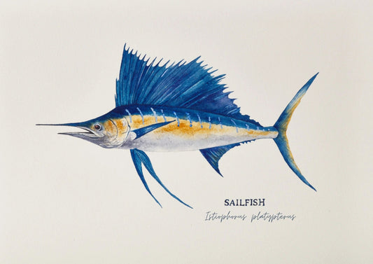Sailfish Art Print by Michelle Turner
