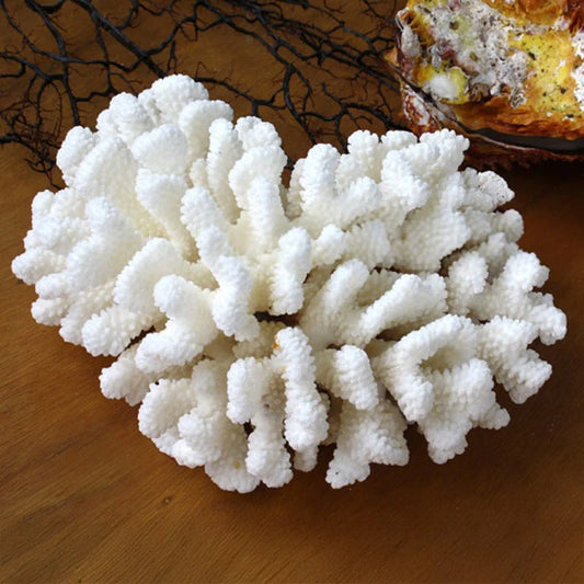 Coral Pocillopora Verucosa