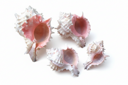 Natural murex shell christmas decoration in pink