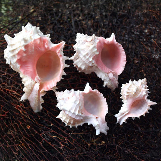 Natural murex shell christmas decoration in pink