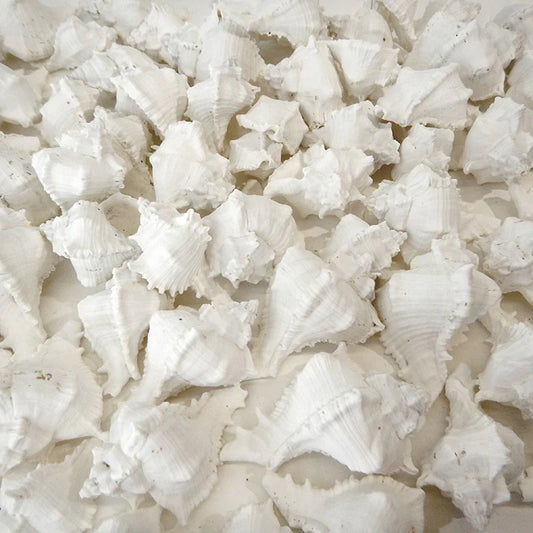 Small natural murex virgineus christmas decoration