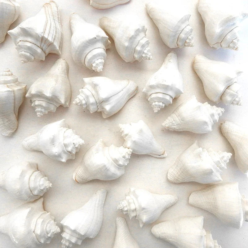 Small Melongena Puglina shell in white decoration