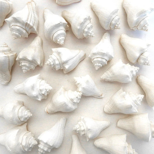 Small Melongena Puglina shell in white decoration