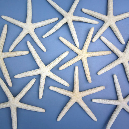 Natural starfish finger christmas decoration in white