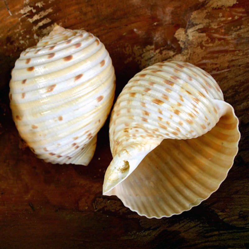 Natural tonna christmas decoration in cream