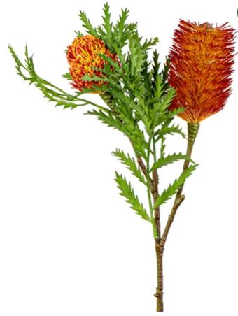 Banksia Spray with Bud & Leaf Rust