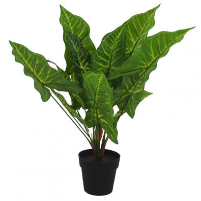 Syngonium with Pot