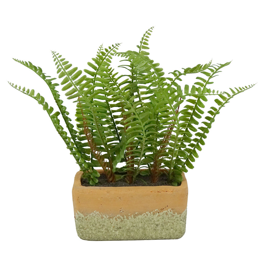 Fern with Rectangular Pot 26cmH