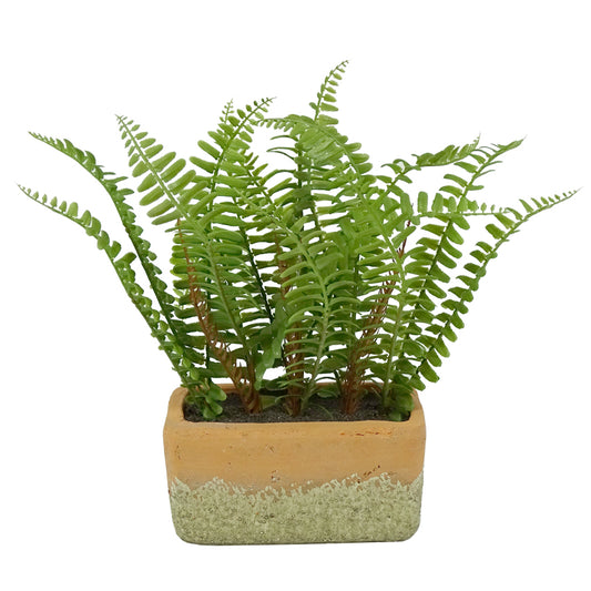 Fern with Rectangular Pot 26cmH