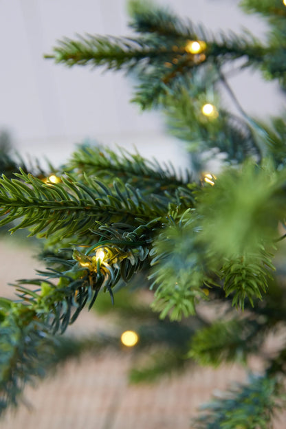 Potted Alpine Spruce