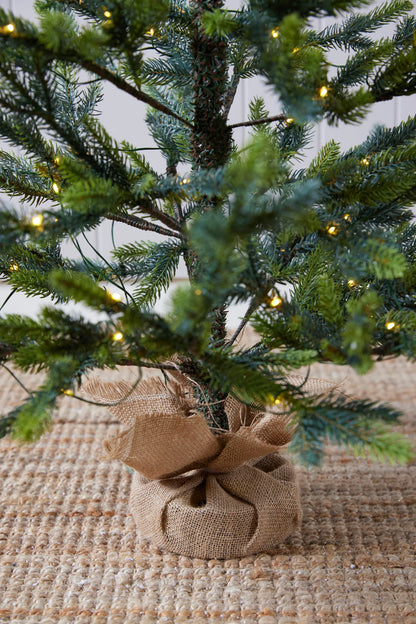 Potted Alpine Spruce