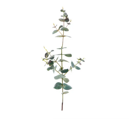 Eucalyptus Spray