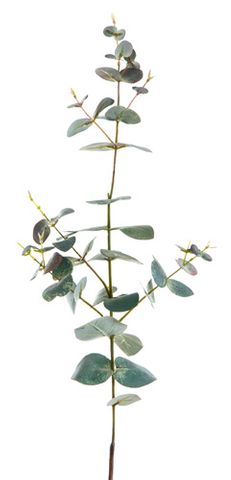Eucalyptus Spray Dark Green