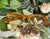 'John' Selection Glasses (Various Colours)