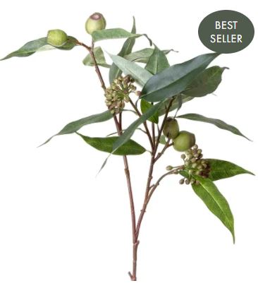 Gumnut Eucalyptus Seed Spray Green